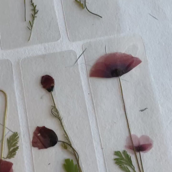 Poppy flower bookmark Pressed Flower bookmark TRANSPARENT , dried flower , gift, , fleur séchée, marque page poppy , marquepage coquelicot