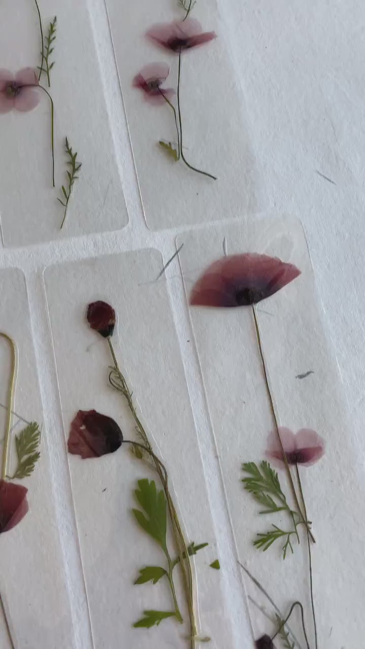 Poppy flower bookmark Pressed Flower bookmark TRANSPARENT , dried flower , gift, , fleur séchée, marque page poppy , marquepage coquelicot