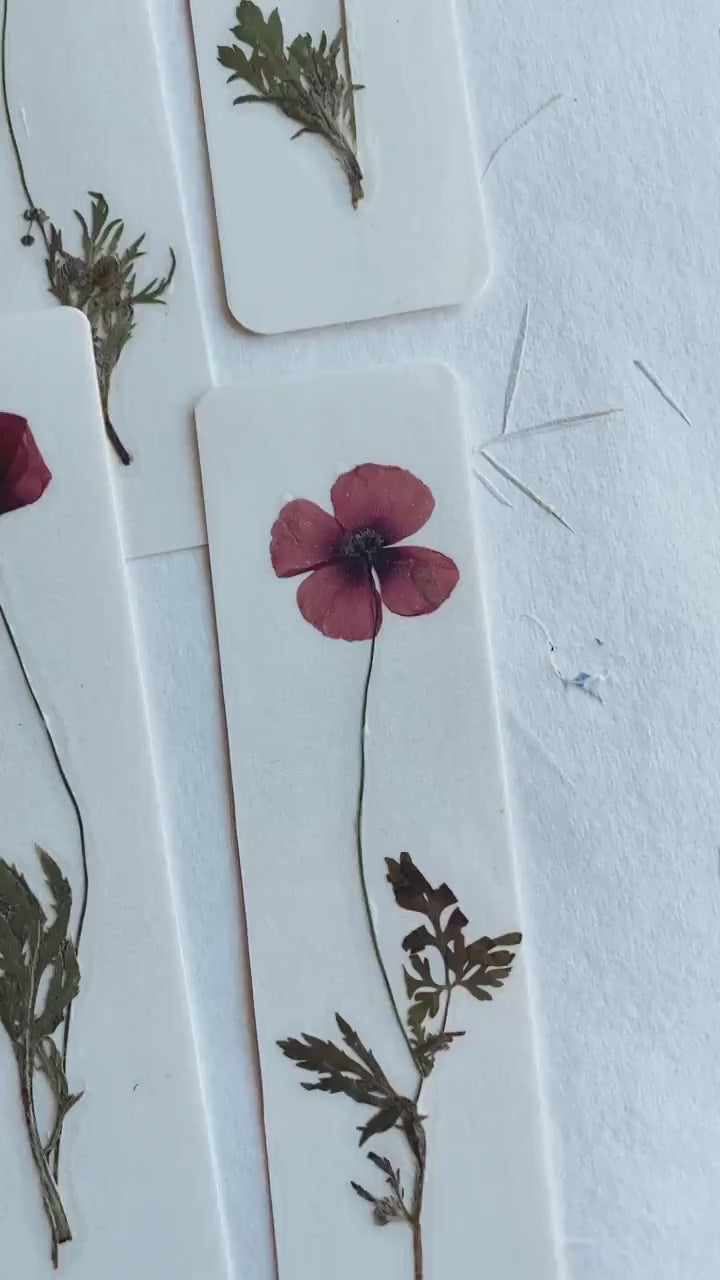 Common poppy bookmark Pressed Flower bookmark corn poppy , dried flower , gift, fleur, fleur séchée, marque page coquelicots