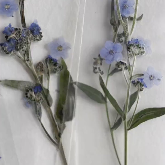 Transparent Pressed flower bookmark on cotton paper,Myosotis, forget-me not, mixed flowers, flower, fleur séchée , marque page,