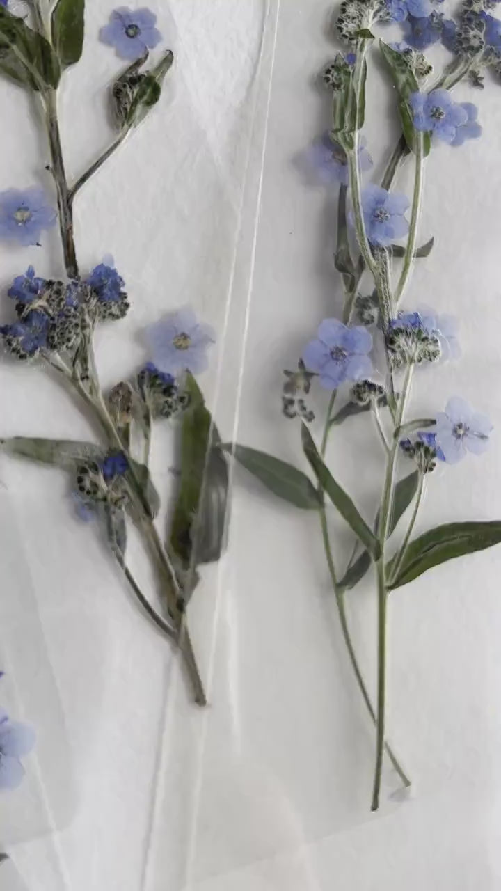 Transparent Pressed flower bookmark on cotton paper,Myosotis, forget-me not, mixed flowers, flower, fleur séchée , marque page,
